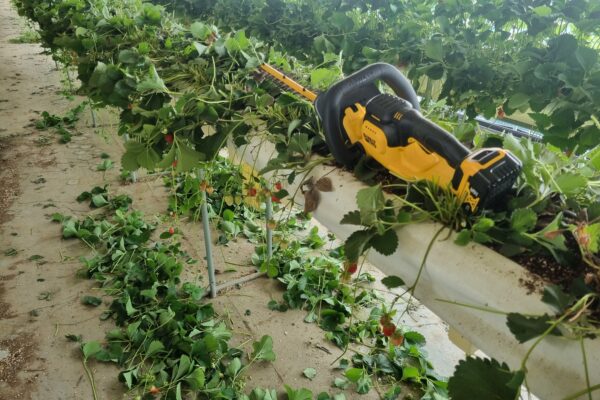 딸기부산물 사료화 시범